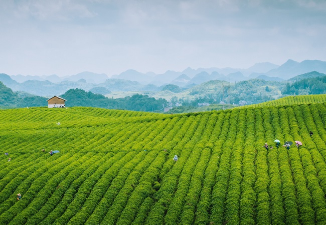 智慧茶園解決方案