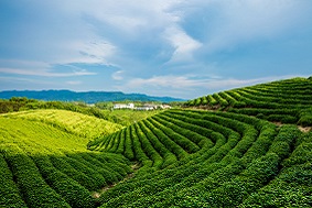 智慧茶園管理系統(tǒng)介紹